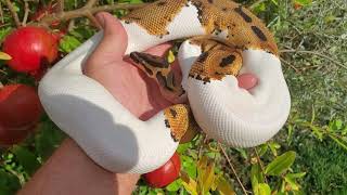 Just a cool Orange Dream Pied!