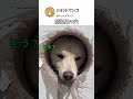 犬用の穴で防犯強化