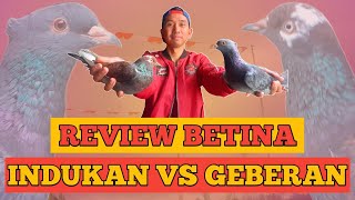 REVIEW MERPATI BETINA UNTUK INDUKAN DAN GEBERAN