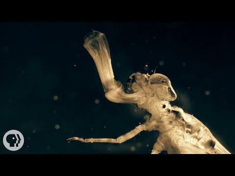 A Baby Dragonfly's Mouth Will Give You Nightmares | Deep Look