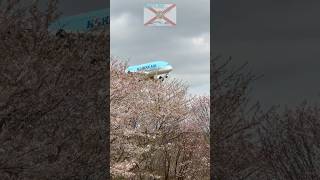 🌸Sakurayama Park and A380（桜の山公園) #aviation