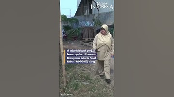 Jelang Iduladha,Sejumlah Lapak Penjual Hewan Qurban Diperiksa