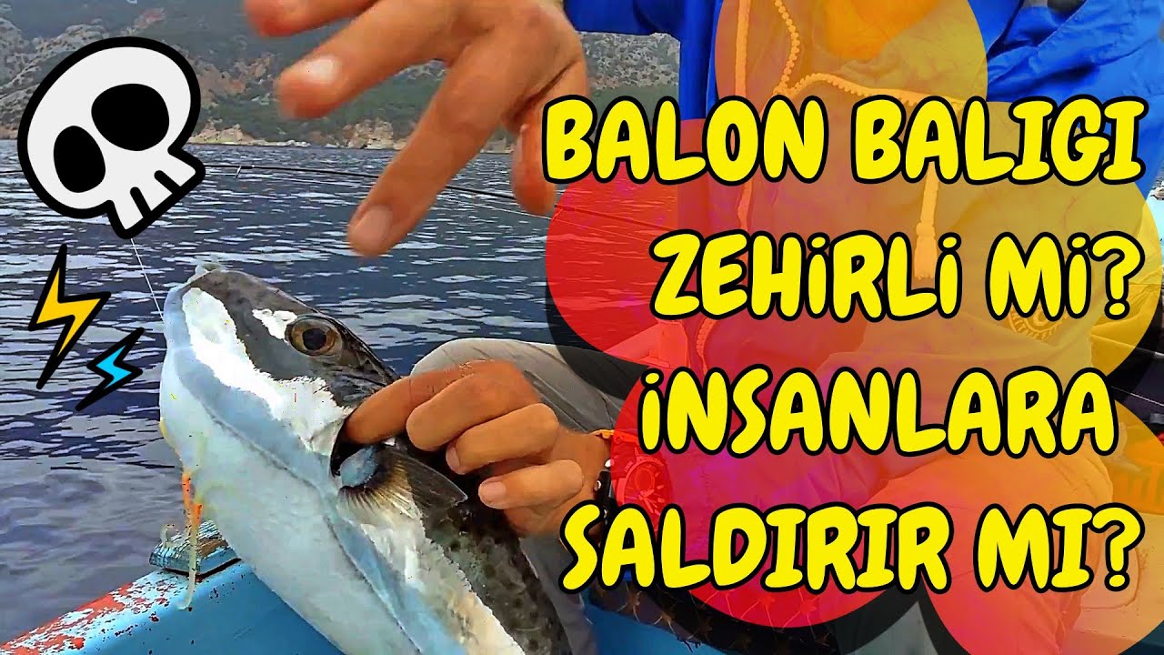 Palamutu Yiyen Dev Balon Baligi Nasil Oltaya Yakalandi Deepfishing Youtube