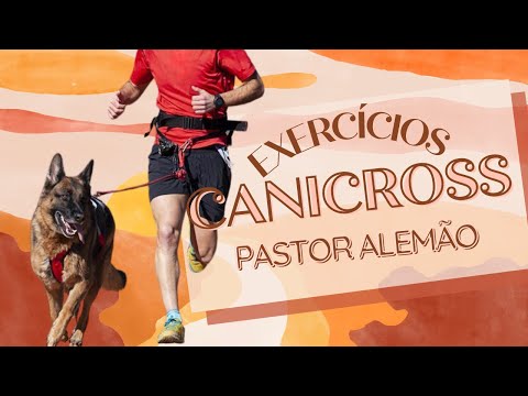 Vídeo: Caminhada, Jog, Run: O que é aprovado para o exercício do meu cachorro?