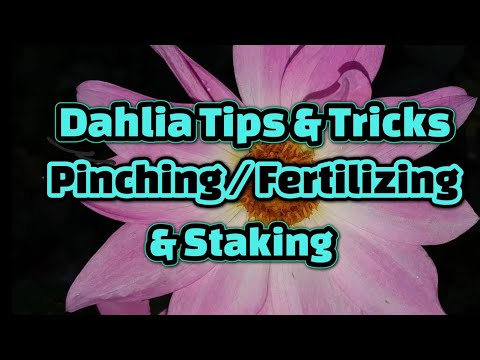 Dahlia Tips U0026 Tricks Pinching / Fertilizing U0026 Staking