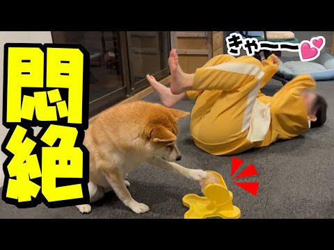 知育玩具を攻略した柴犬が可愛すぎて悶絶する娘