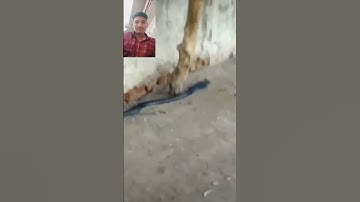 mahadev status mahakal status bholenath status #status #animal #shivshiv #funny #mahadev #snake