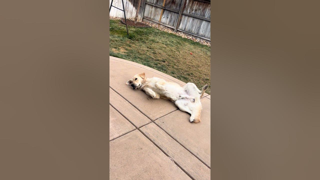 dog-boarding-rules-policies-knowledge-bite-156-shorts-dog-cute