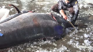 Monster Fish -500KG Giant Marlin fish cutting - 怪物魚-800磅巨大旗魚切割