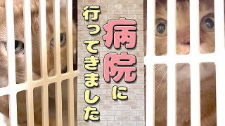 猫の兄妹を病院に連れて行きました by ミルダーズハウス 403 views 1 year ago 4 minutes, 23 seconds