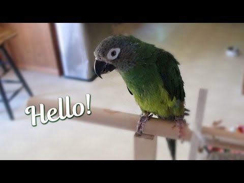 Video: Dusky Conure kaip naminių paukščių: meilus ir protingas papūga