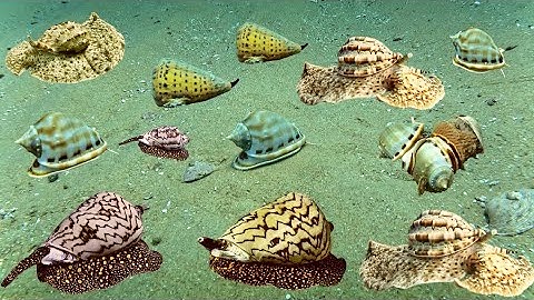 Bắt Gặp Ốc Khế, Ốc Tỏi, Ốc Sắc, Ốc Câu Bũa, Ốc Ụ, Sò Dương… Ở Độ Sâu 11 mét | Cảnh 86