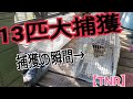 【捕獲の瞬間！】13匹の外猫のTNRの一部始終！