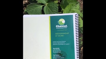 Channel XtendFlex Soybeans