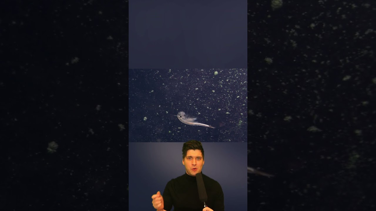 Flamingos Born Grey But Why Do They Turn Pink?🦩