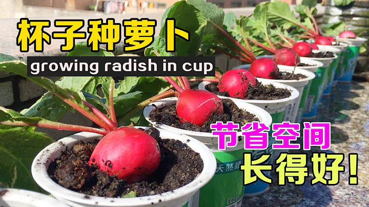 一次性杯子也能種蘿蔔，35天採收！既節省空間，又長得很好 - 天天要聞