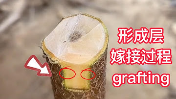 The master will teach you how to graft fruit trees in the autumn, come and learn老師傅在秋季教你如何嫁接果樹，快來學習吧