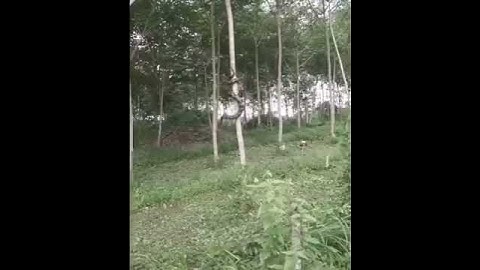 So scary Huge Snake Climb Tree😬😬😬