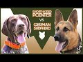 GERMAN SHORTHAIRED POINTER VS GERMAN SHEPHERD の動画、YouTube動画。