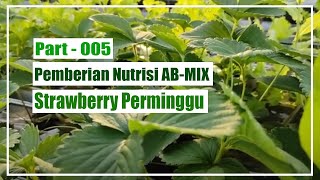 Part-05 : Pemberian Nutrisi AB MIX Strawberry Hidroponik | #BelajarHidroponik