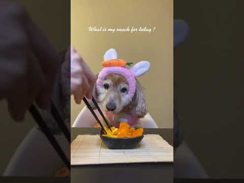 (車椅子犬リハビリ)A perfectly imperfect dog loves veggies! #shorts#handicapable (コッカーアメリカ生活)