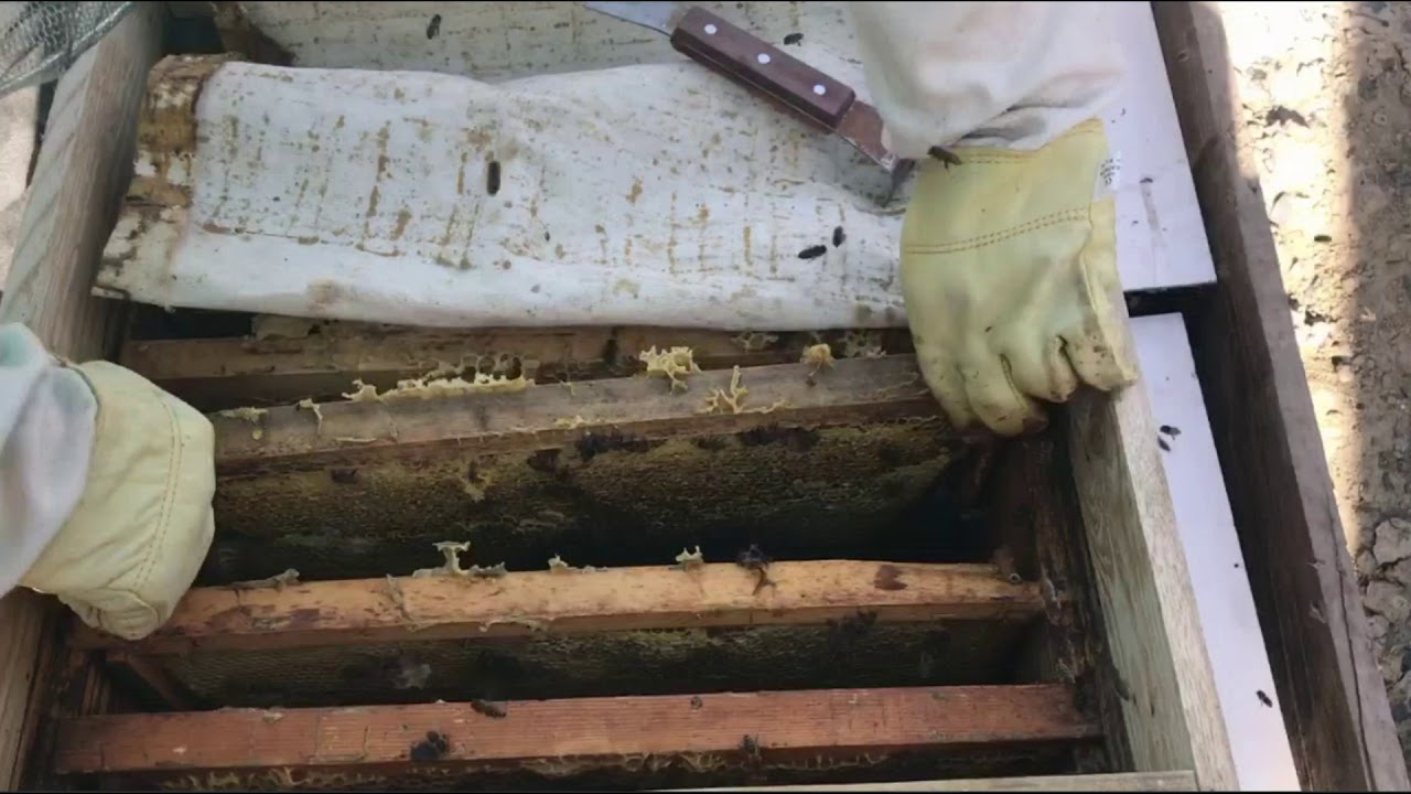 АЛЕКСАНДР  РОСТОВСКАЯ ОБЛ АЗОВ