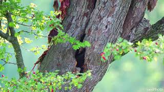 Grey-headed woodpecker on tree trunk
