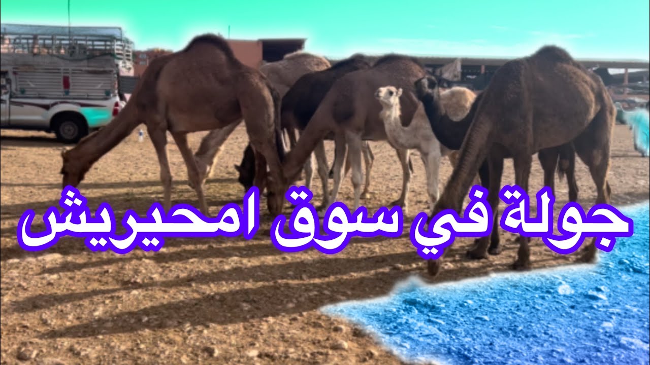 جولة في #سوق امحيريش #گلميم #2025 ✅