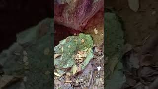 লাইম স্টোন কেভ #mintadasgupta #yutubeshorts #minivlog #andaman