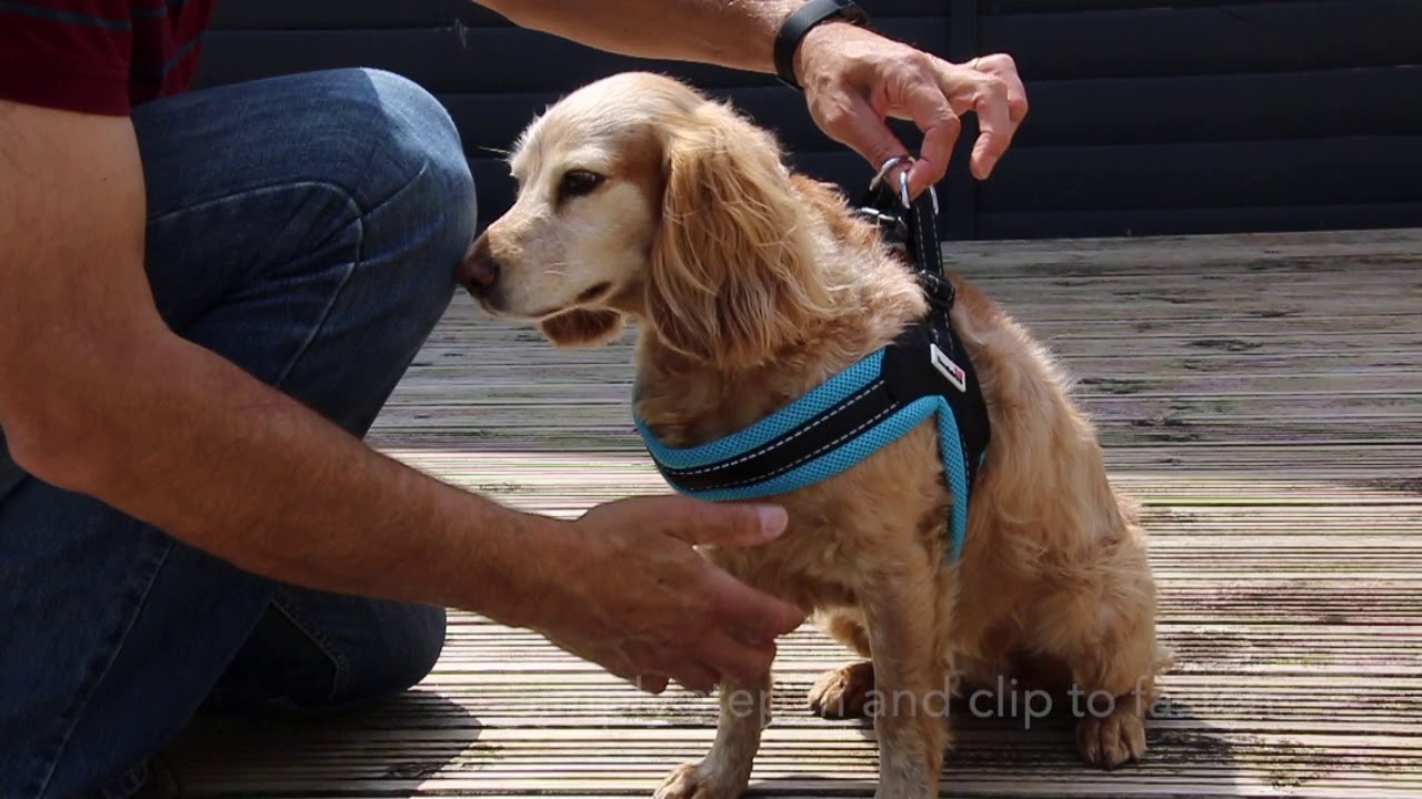 Doodlebone Boomerang Dog Harness - YouTube