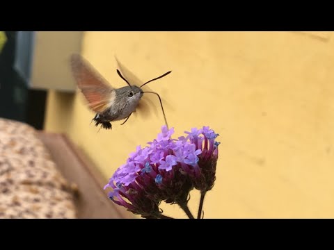 Video: Hvordan Klippe En Sommerfugl