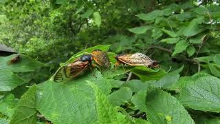 Periodical Cicadas, White Heath, IL, 6/2/2024