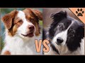 Border Collie vs Pastor Australiano ¿Qué raza de perro es mejor? | Perros Mundo