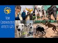 Coronovirus and Galgos del Sol!