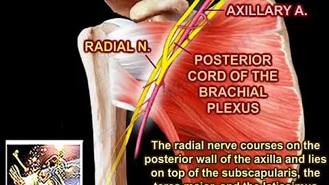 Radial Nerve Anatomy - Everything You Need To Know - Dr. Nabil Ebraheim - DayDayNews