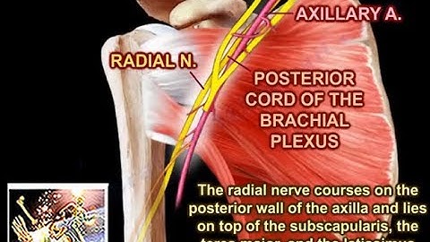 Radial Nerve Anatomy - Everything You Need To Know - Dr. Nabil Ebraheim