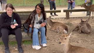 Nara Park Japan🦌🇯🇵