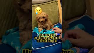 My puppy after vaccination: Why is he so tired and lethargic?