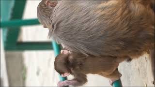 Heart Warming Baby Monkeys And Cute Childhood