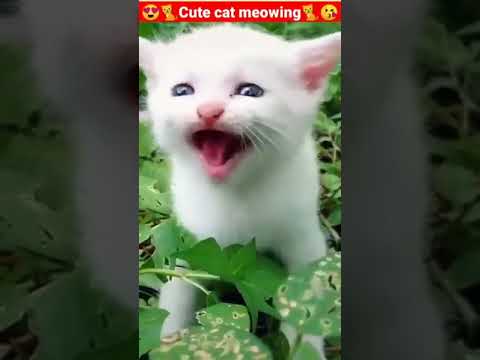 Cat meowing /cat sound/ cute cat videos #sorts #cute #cat #video #viral #2024 #animal