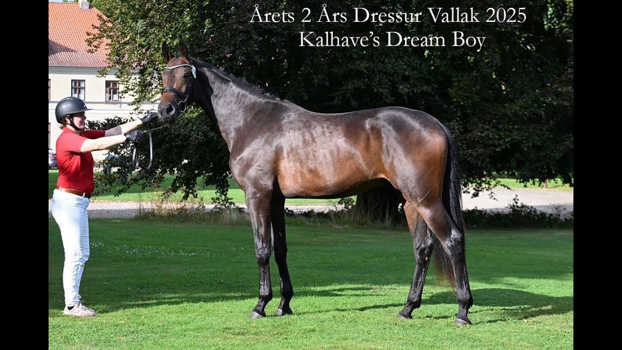 Kalhave's Dream Boy - Best 2 year old Dressage Gelding 2025 in Danish Warmblood