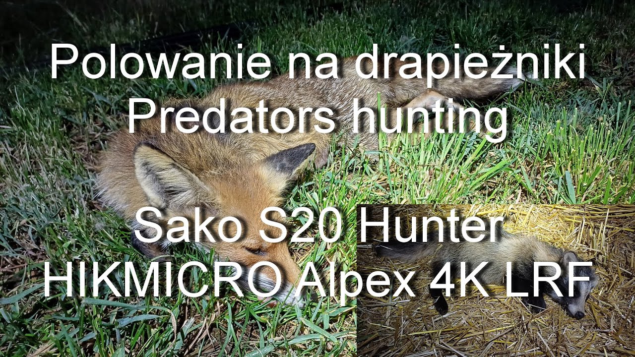 79 Dwa Lisy I Jenot Polowanie Na Drapie niki Predators Hunting 79-dwa-lisy-i-jenot-polowanie-na-drapie-niki-predators-hunting
