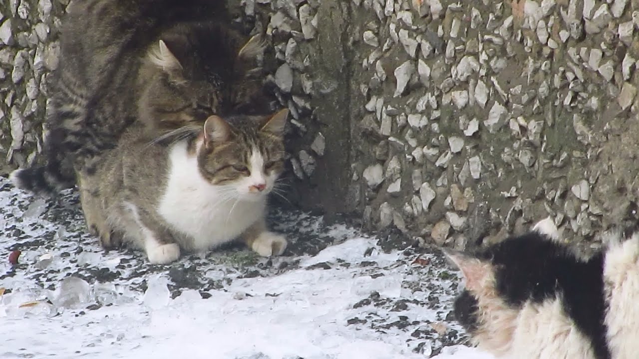 robin seplut wikipedia Cats mating on the snow