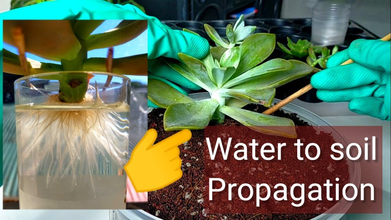Transferring Water propagated Succulents in Soil 