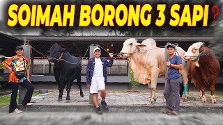 AKHIRNYA SOIMAH MENEMUKAN SAPI QURBAN DI  SETIA FARM..‼️ "GUE IKUT SENENG BANGET.."