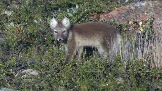 Arctic Fox in Greenland
