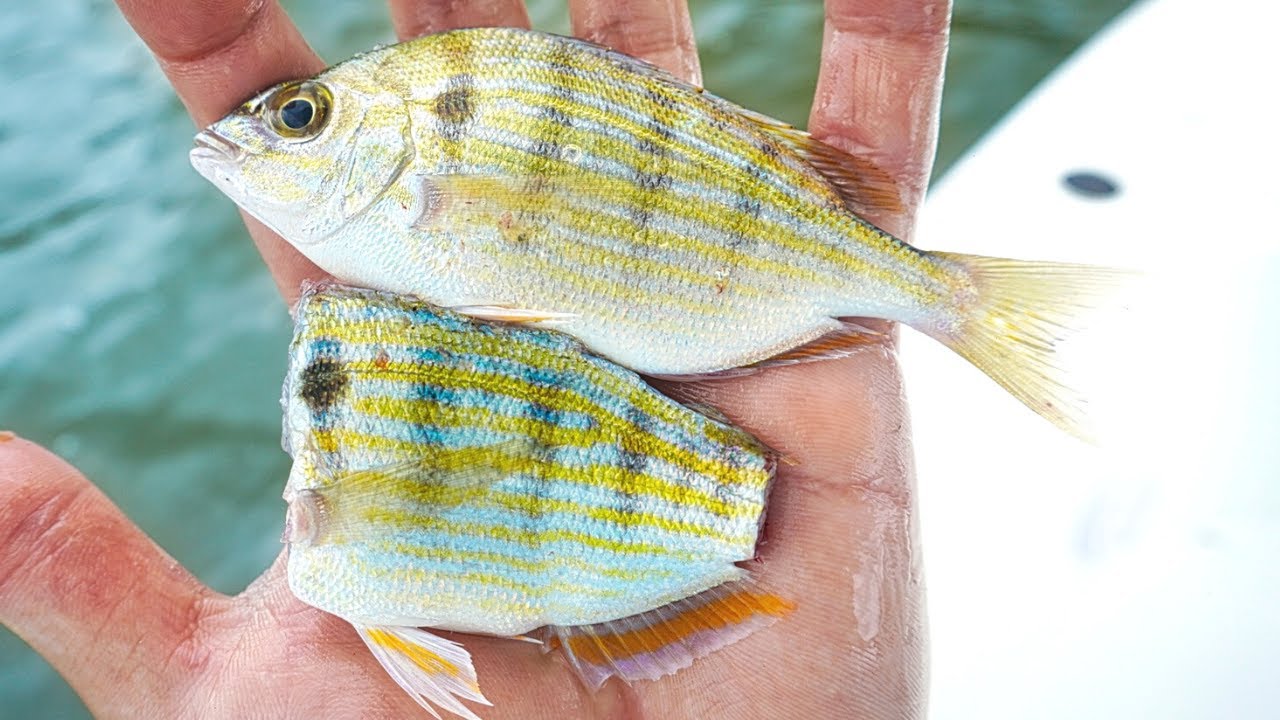 Pinfish bait for redfish Outlet