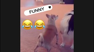 Funny Video Animais Dançando Funk Do Patinho