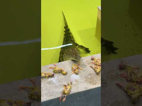 Как и чем мы кормим крокодила 😺