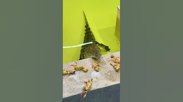 Как и чем мы кормим крокодила 😺